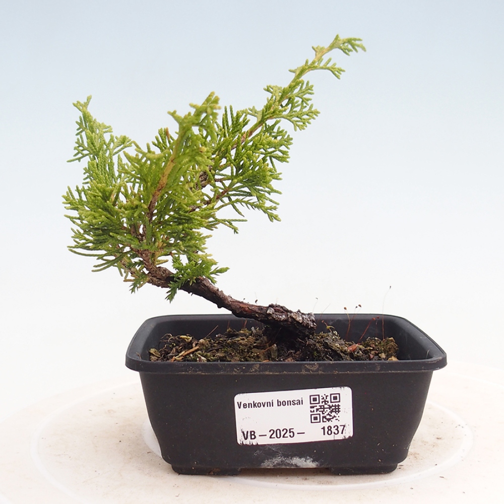 Vonkajší bonsai - Juniperus chinensis Itoigawa -Jalovec čínsky