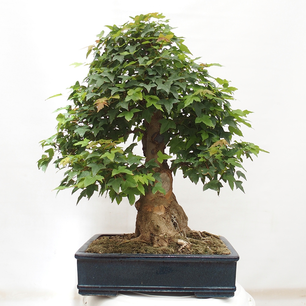 Vonkajšie bonsai - Javor Buergerianum - Javor Burgerův