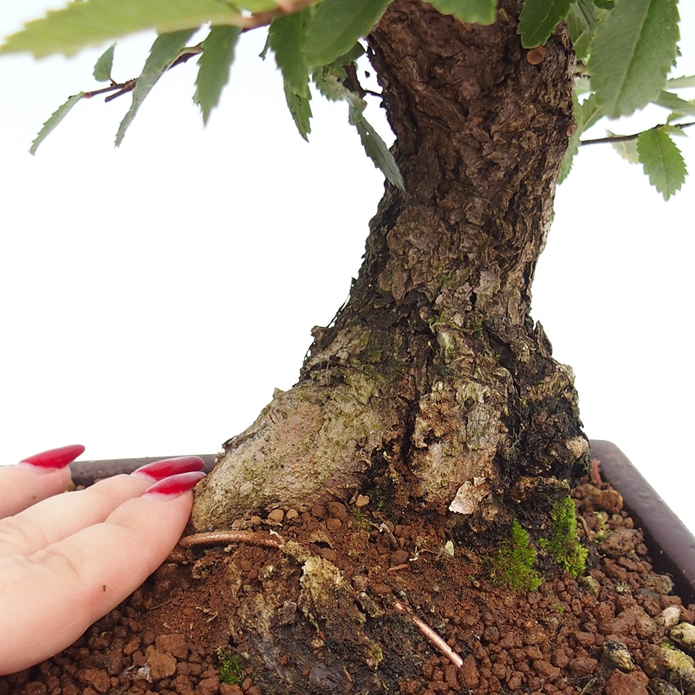 Vonkajšie bonsai - Zelkova - Zelkova serrata