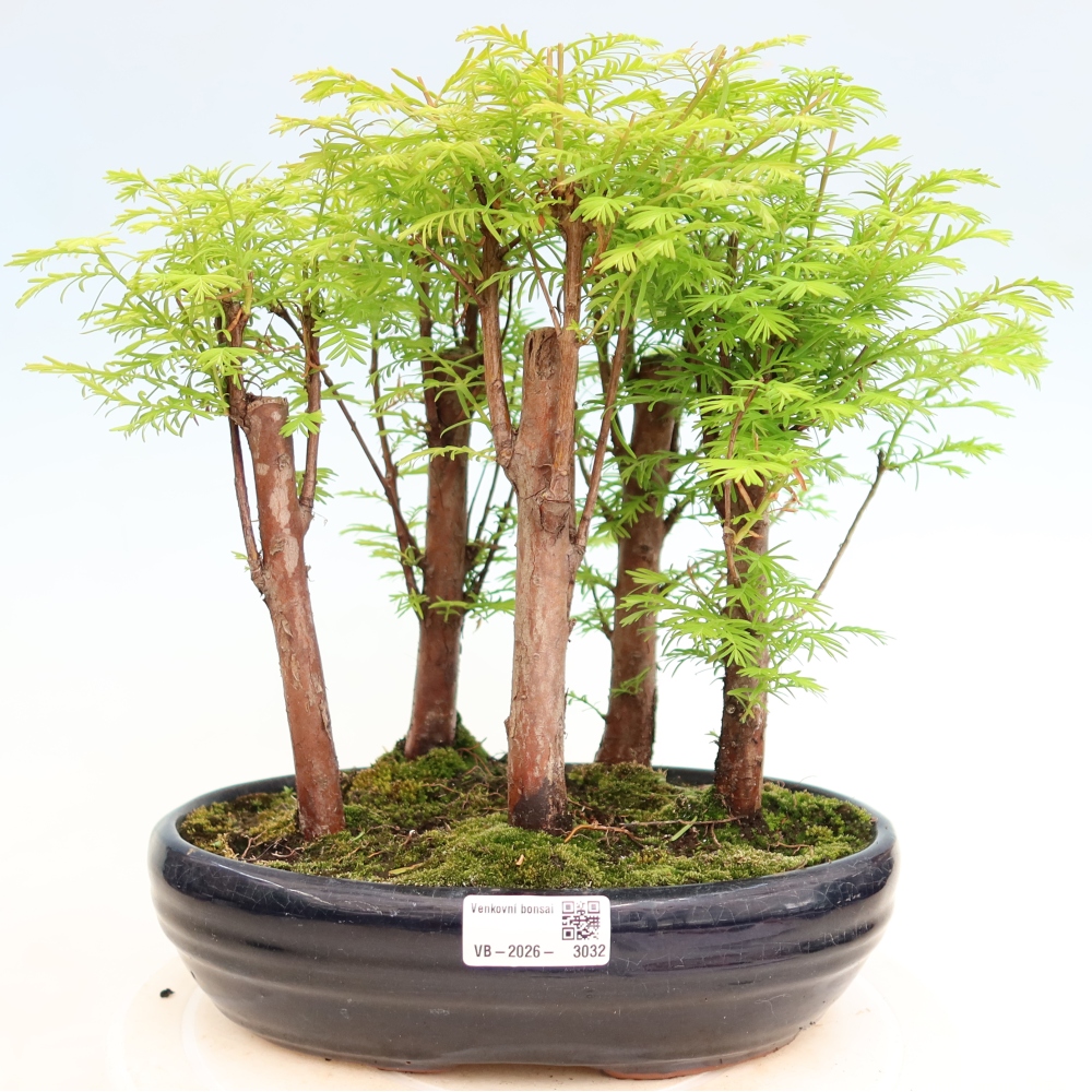 Vonkajší bonsai – Metasequoia glyptostroboides – čínska metasekvoja – hájik