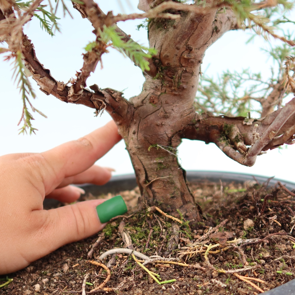 Vonkajší bonsai – Juniperus chinensis Itoigawa – čínsky jalovec