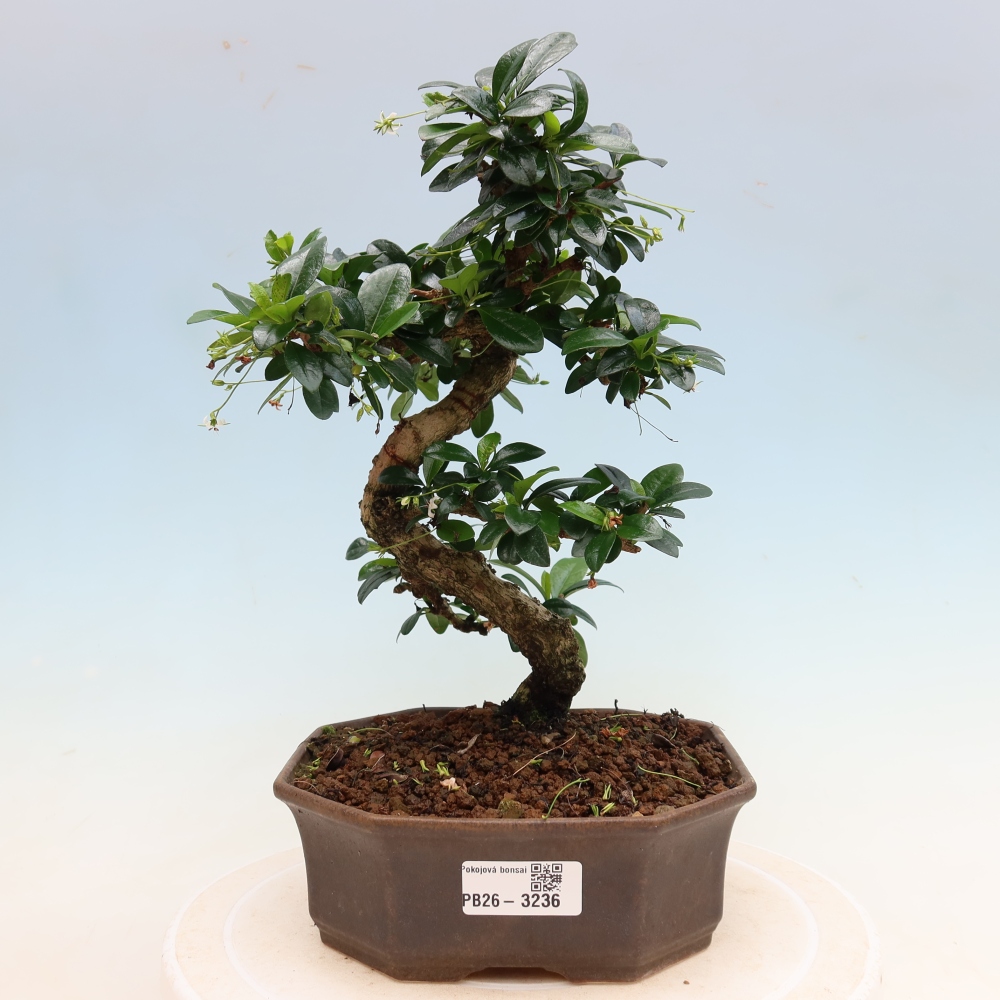 Izbové bonsaje - Carmona macrophylla - Tea fuki
