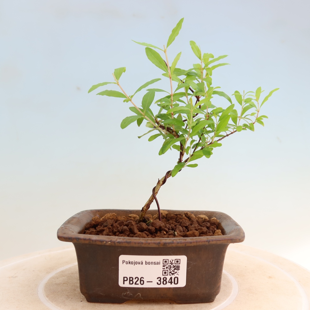 Izbový bonsaj-PUNICA granatum nana-Granátové jablko