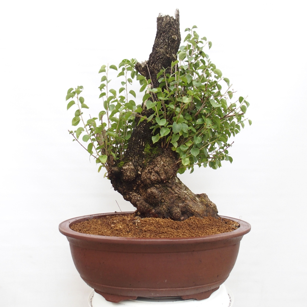 Vonkajšie bonsai - Mahalebka - Prunus mahalieb