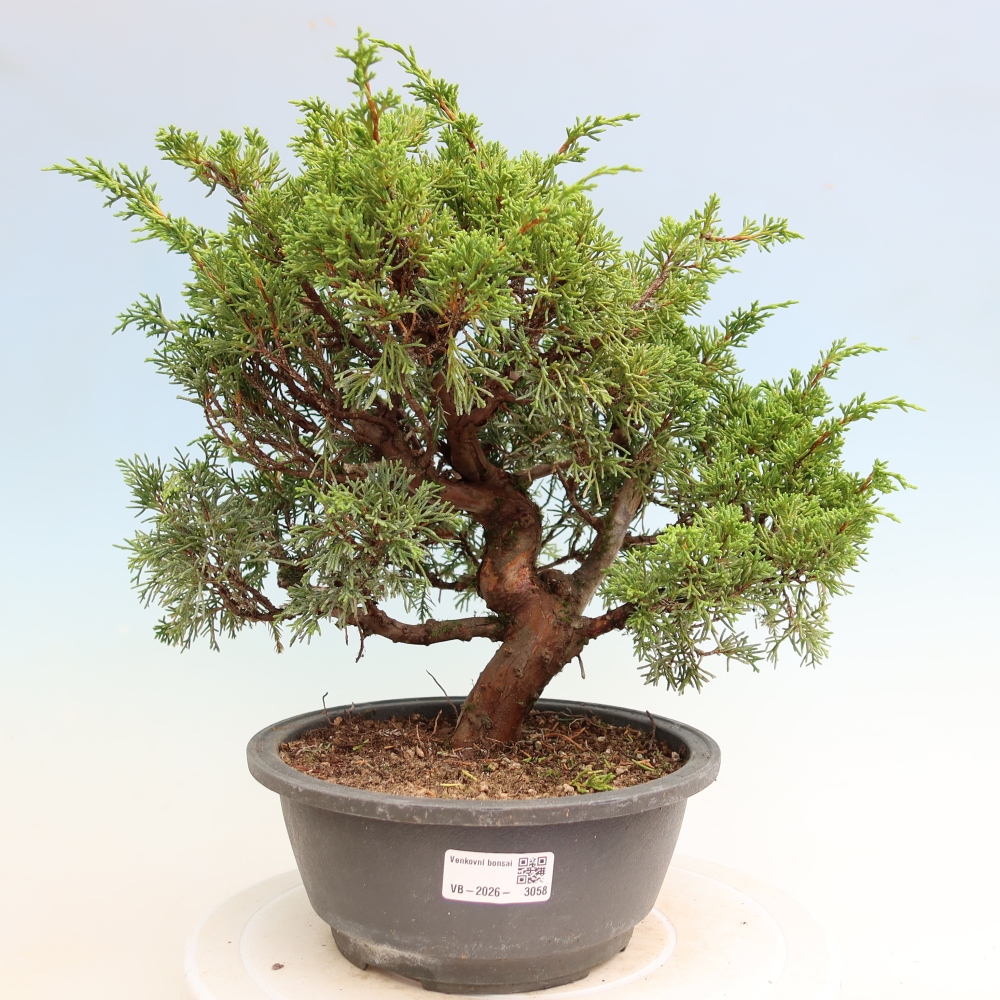 Vonkajší bonsai – Juniperus chinensis Itoigawa – čínsky jalovec