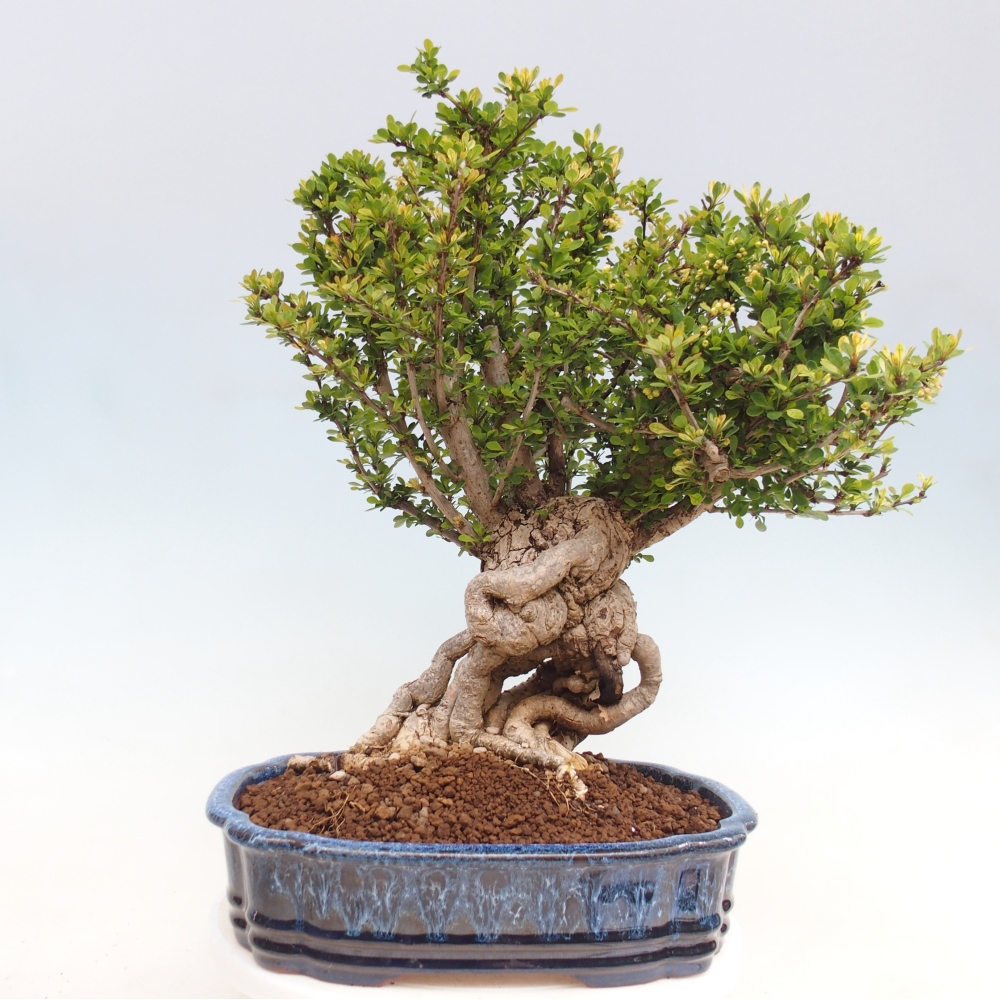 Vonkajšie bonsaje - Berberis coreana