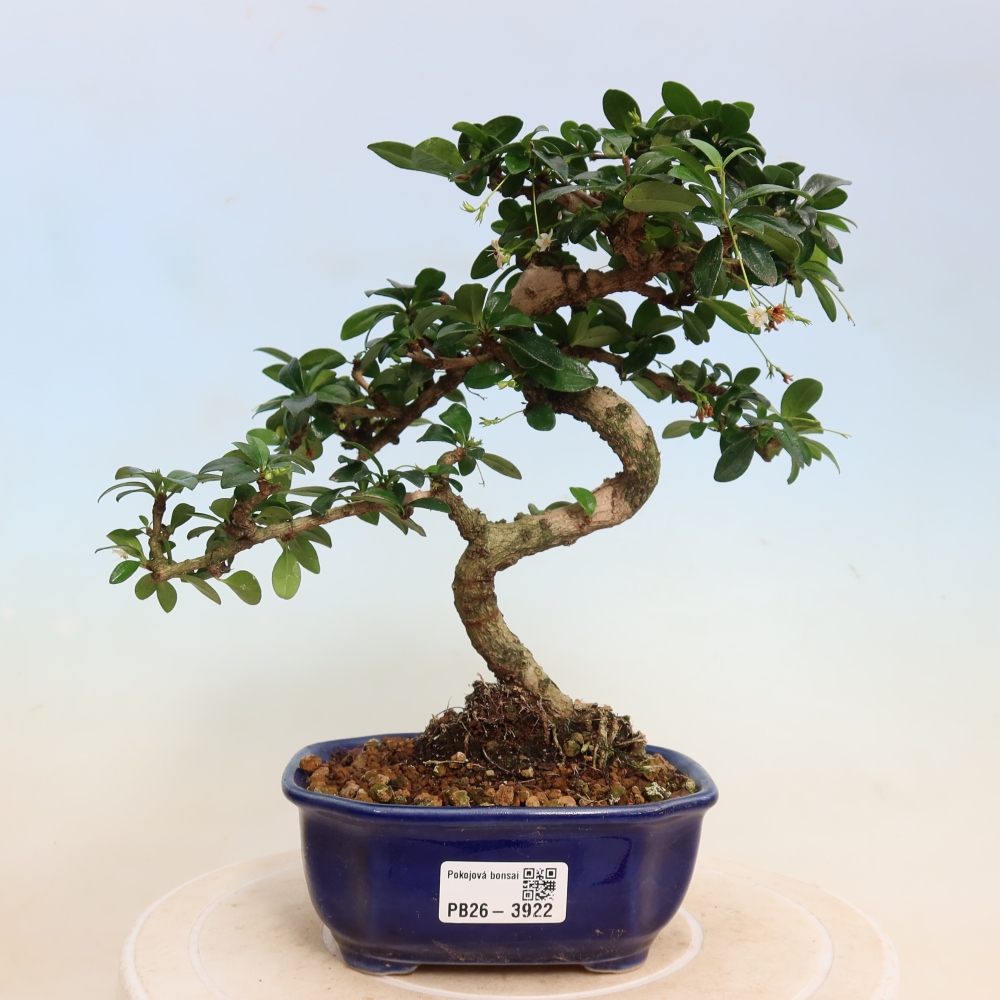 Izbové bonsaje - Carmona macrophylla - Tea fuki