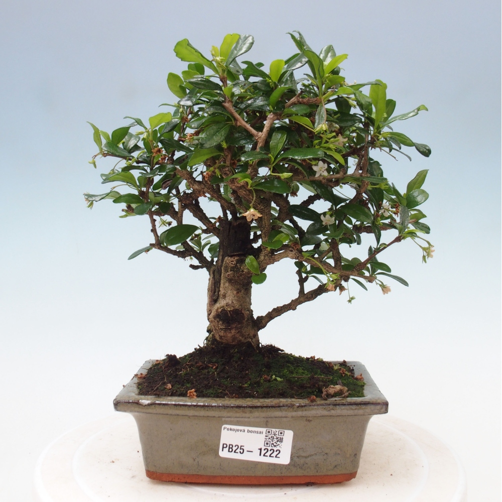 Izbová bonsai - Carmona macrophylla - Čaj fuki