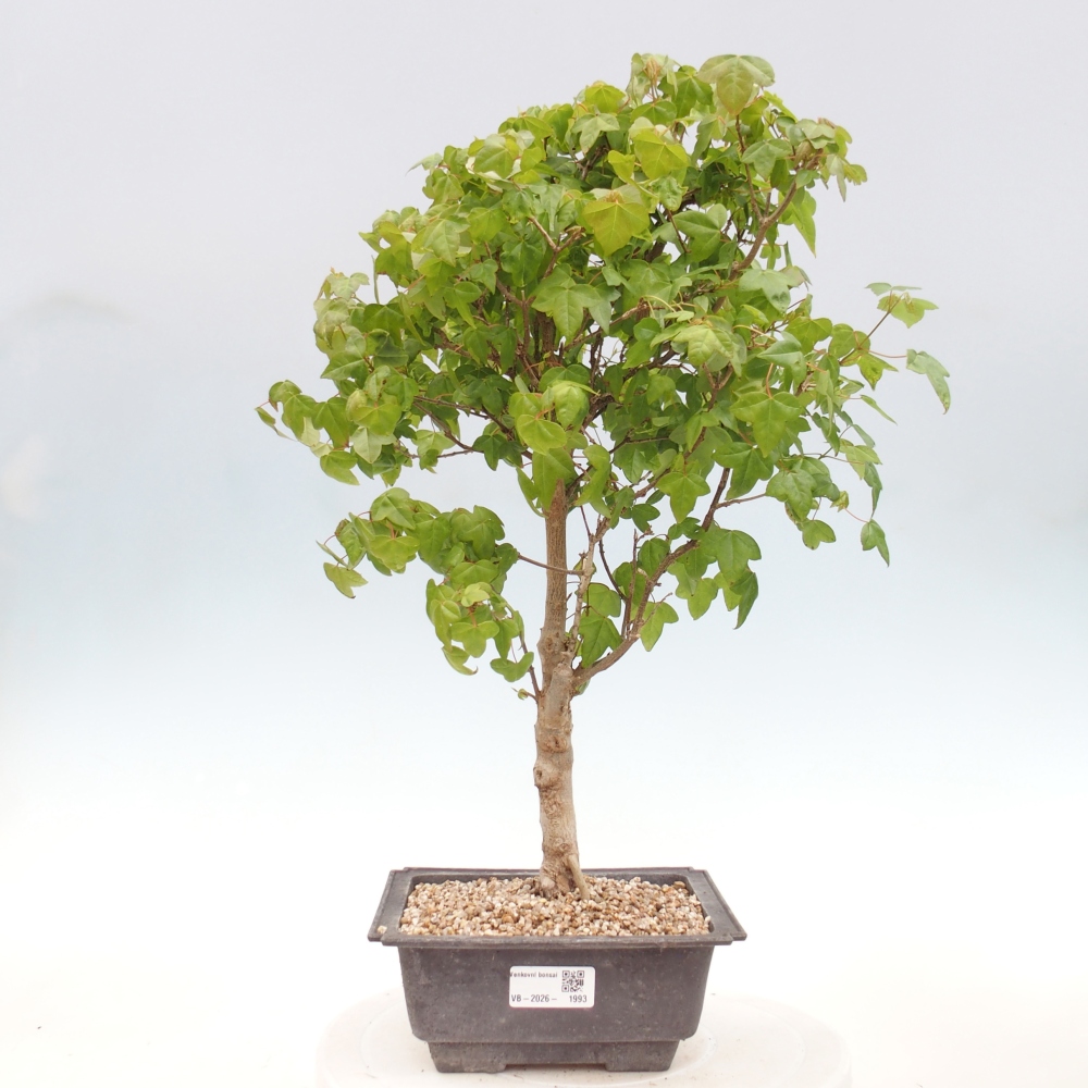 Vonkajšia bonsaj - Acer Buergerianum - Hamburgerový javor