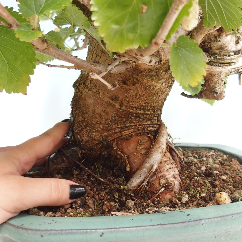 Vonkajšie bonsai -Morus albumy - moruše