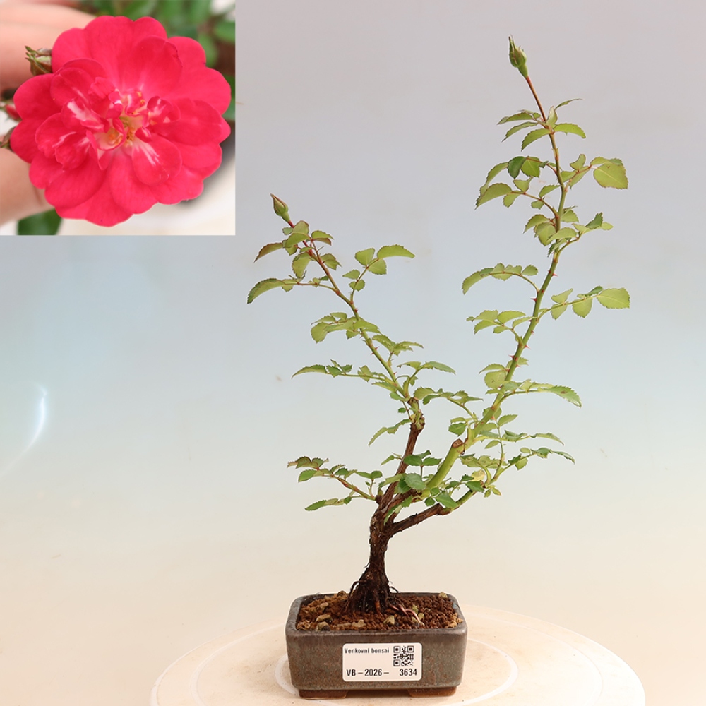 Vonkajšie bonsaje – Rosa Kordes – ruže