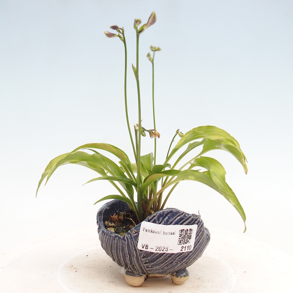 Vonkajšie bonsai - Mini Hosta - Bohyška