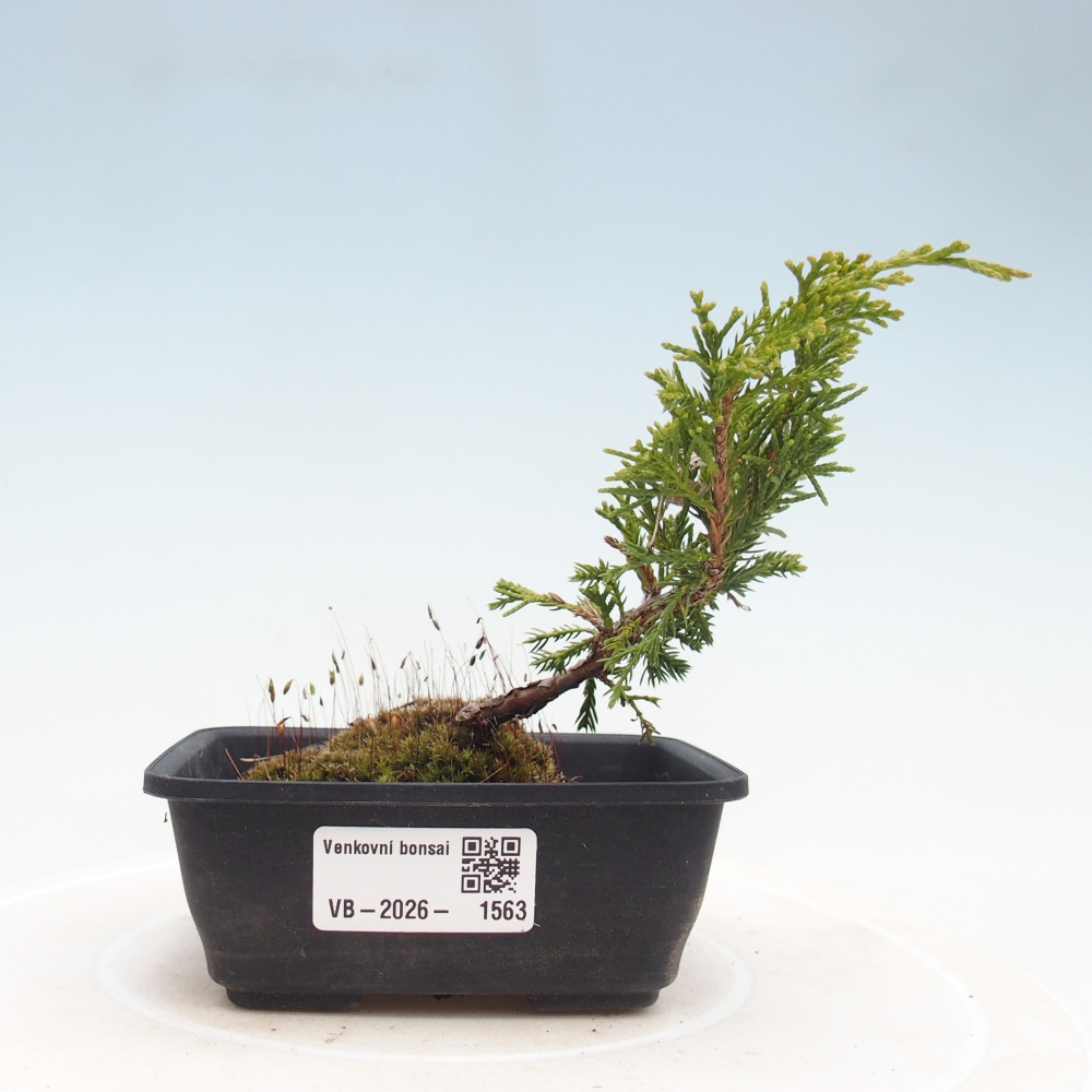 Vonkajší bonsaj - Juniperus chinensis Itoigawa