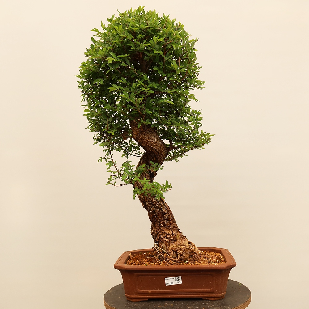 Vonkajšie bonsai - Zelkova - Zelkova NIRE