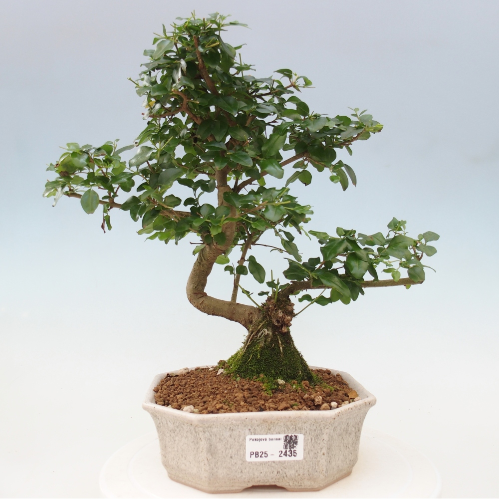 Izbová bonsai -Ligustrum chinensis - Vtáčí zob