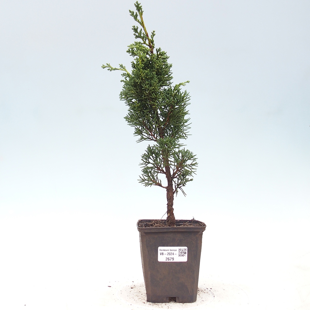 Vonkajšie bonsai - Juniperus chinensis Kishu -Jalovec čínsky