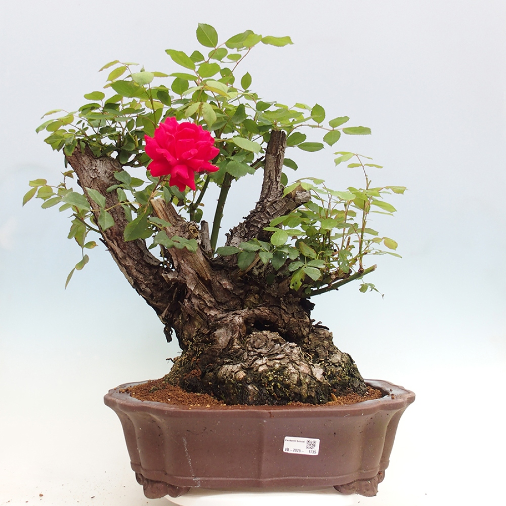 Vonkajší bonsai - Rosa Kordes - ruža