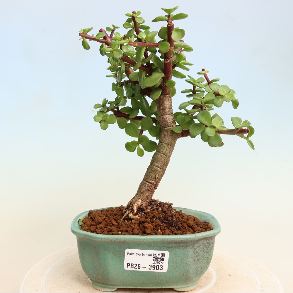 Izbové bonsaje - Portulakaria Afra - Tlustice