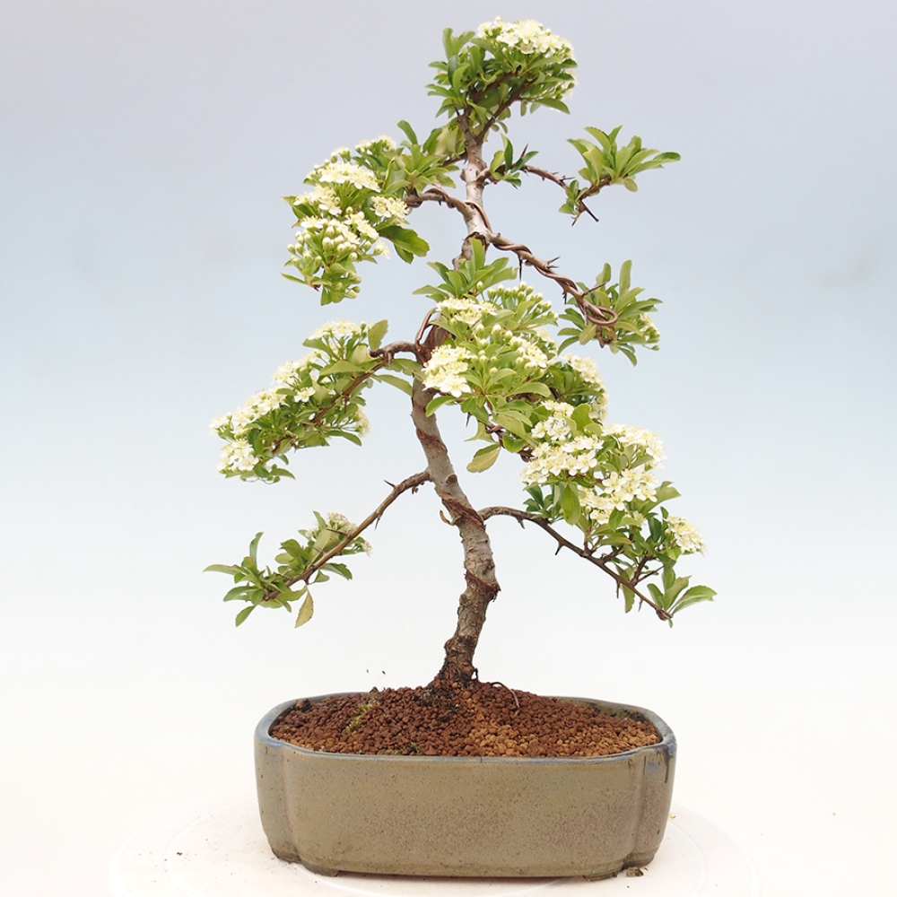 Vonkajšia bonsai-Pyracanta Teton -Hlohyně