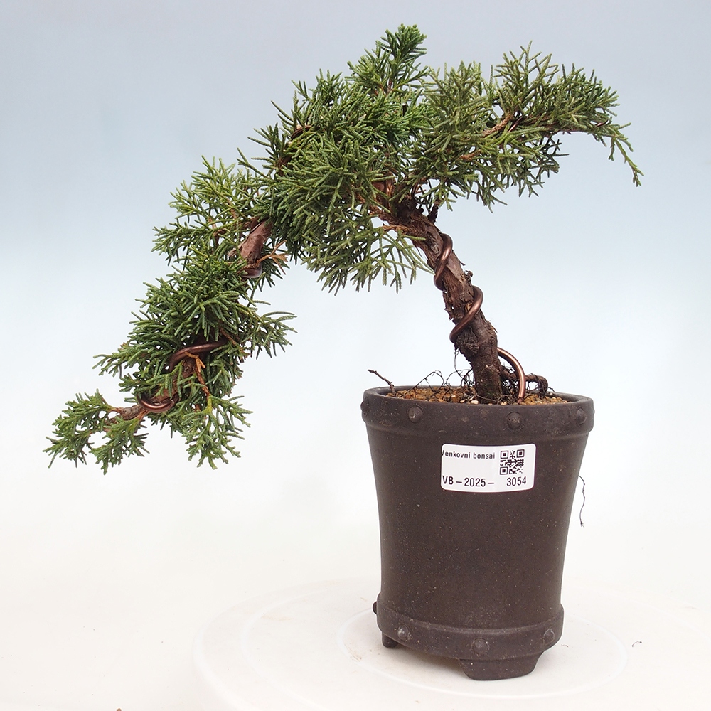 Vonkajší bonsai - Juniperus chinensis Kishu -Jalovec čínsky