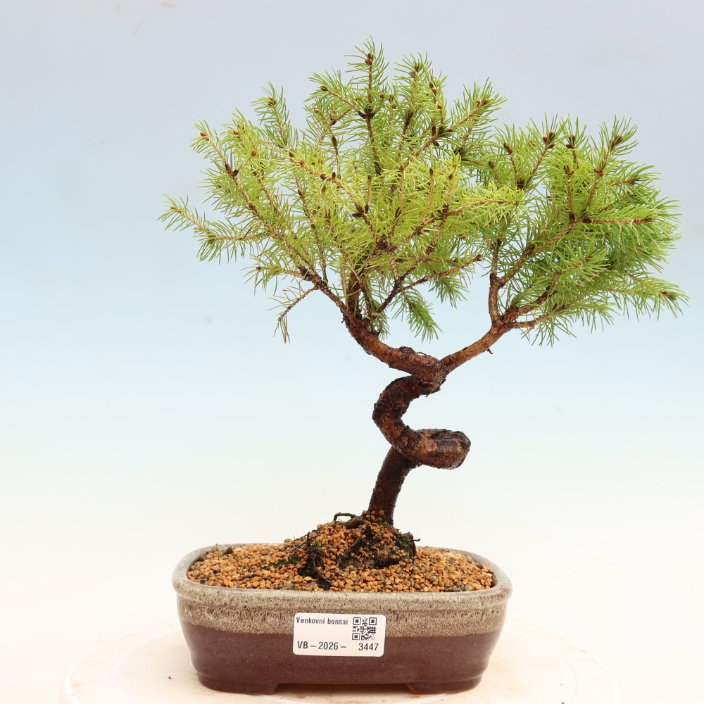 Vonkajší bonsai – Smrek sivý – Picea glauca globe
