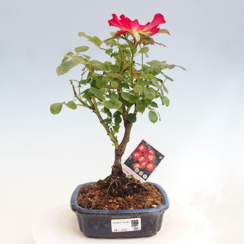 Vonkajší bonsai - Rosa Kordes - ruža