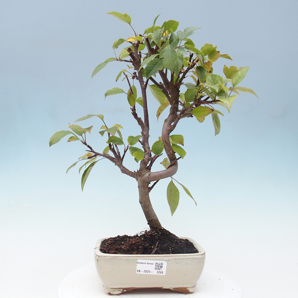 Vonkajší bonsai -Malus halliana - Maloplodá jabloň