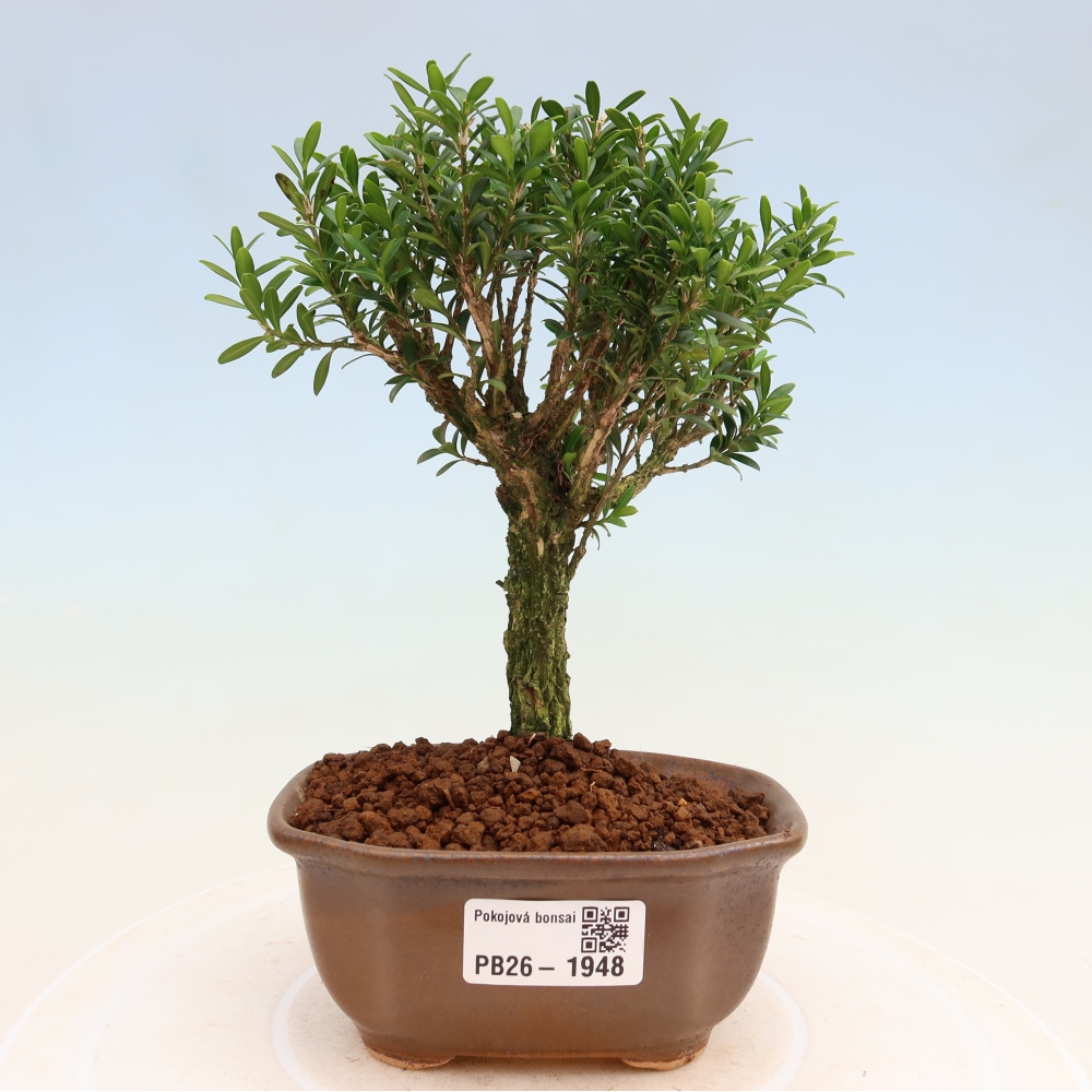 Izbové bonsaje - Buxus harlandii - korkový buxus