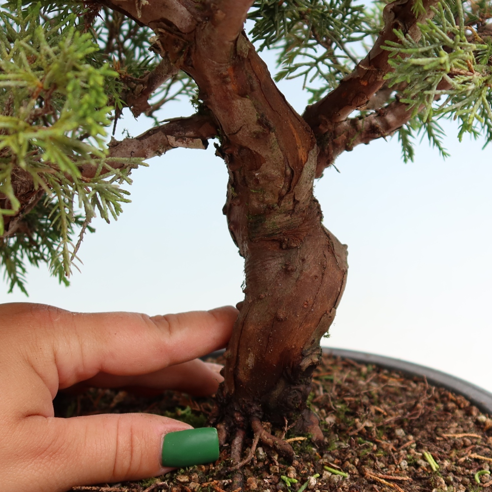 Vonkajší bonsai – Juniperus chinensis Itoigawa – čínsky jalovec