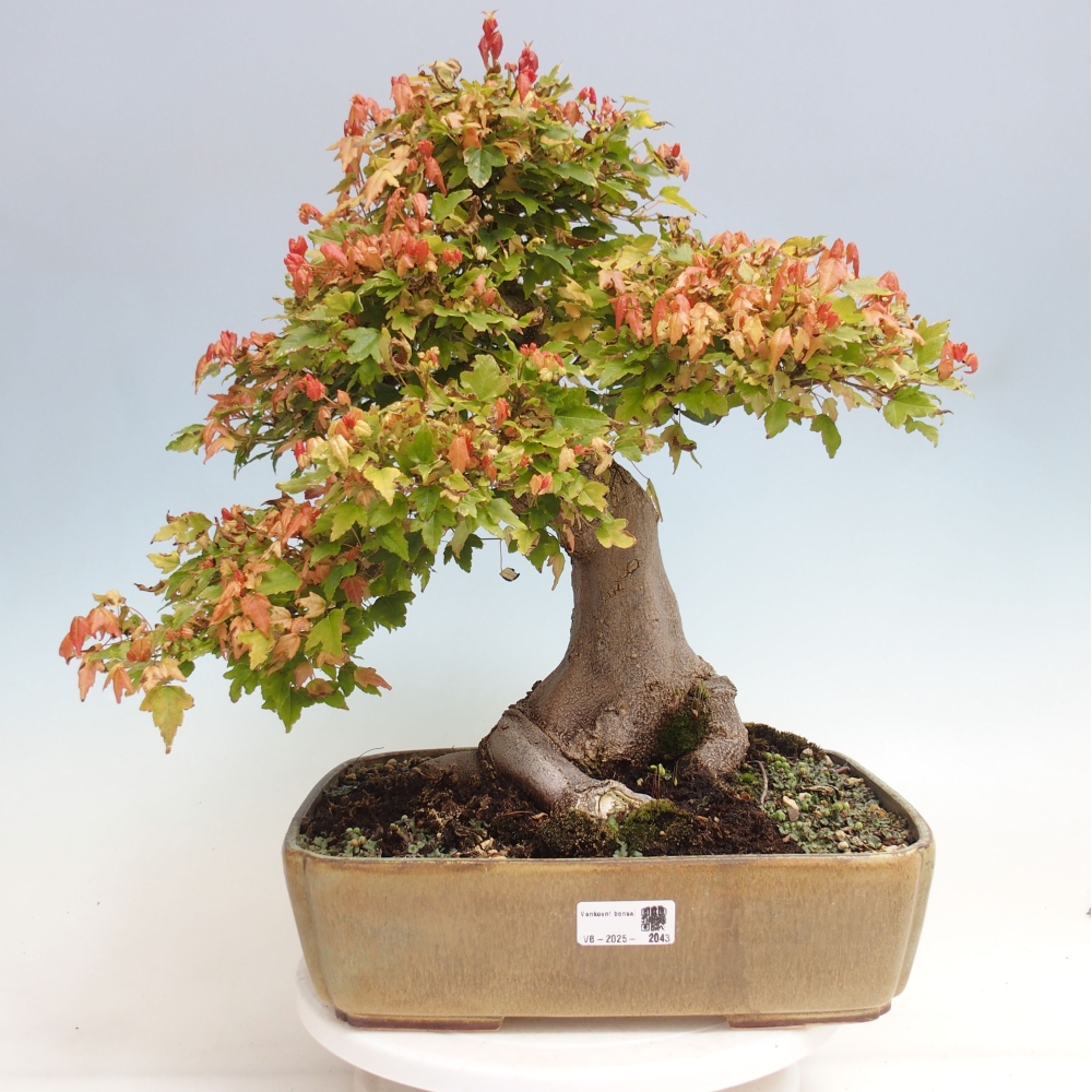 Vonkajšie bonsai - Javor Buergerianum - Javor Burgerův