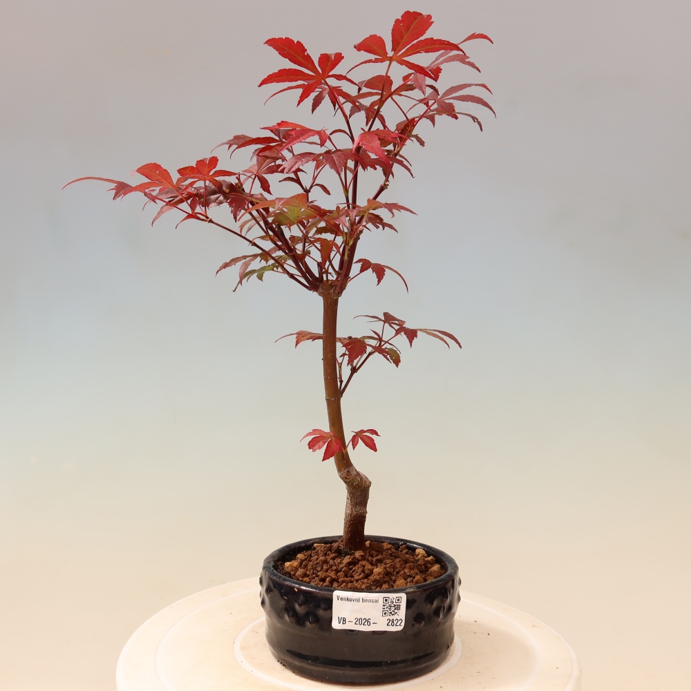Vonkajšia bonsaj - palma Acer. Atropurpureum-Javor palmový