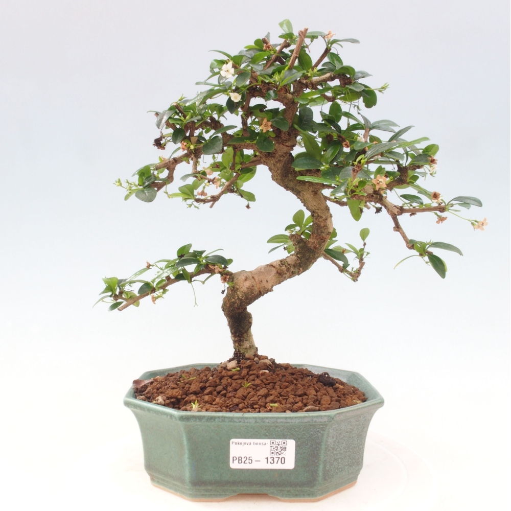 Izbová bonsai - Carmona macrophylla - Čaj fuki