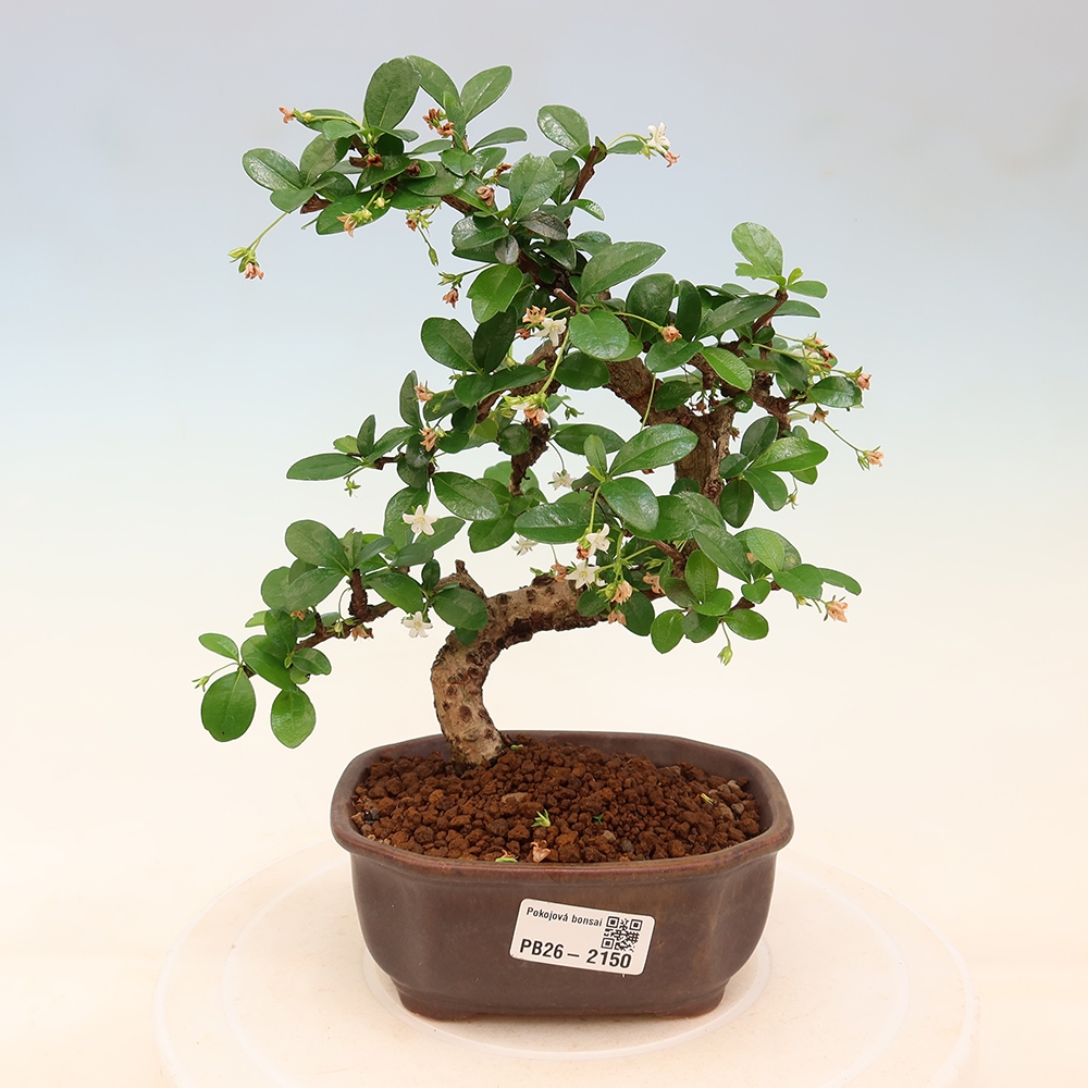 Izbové bonsaje - Carmona macrophylla - Tea fuki