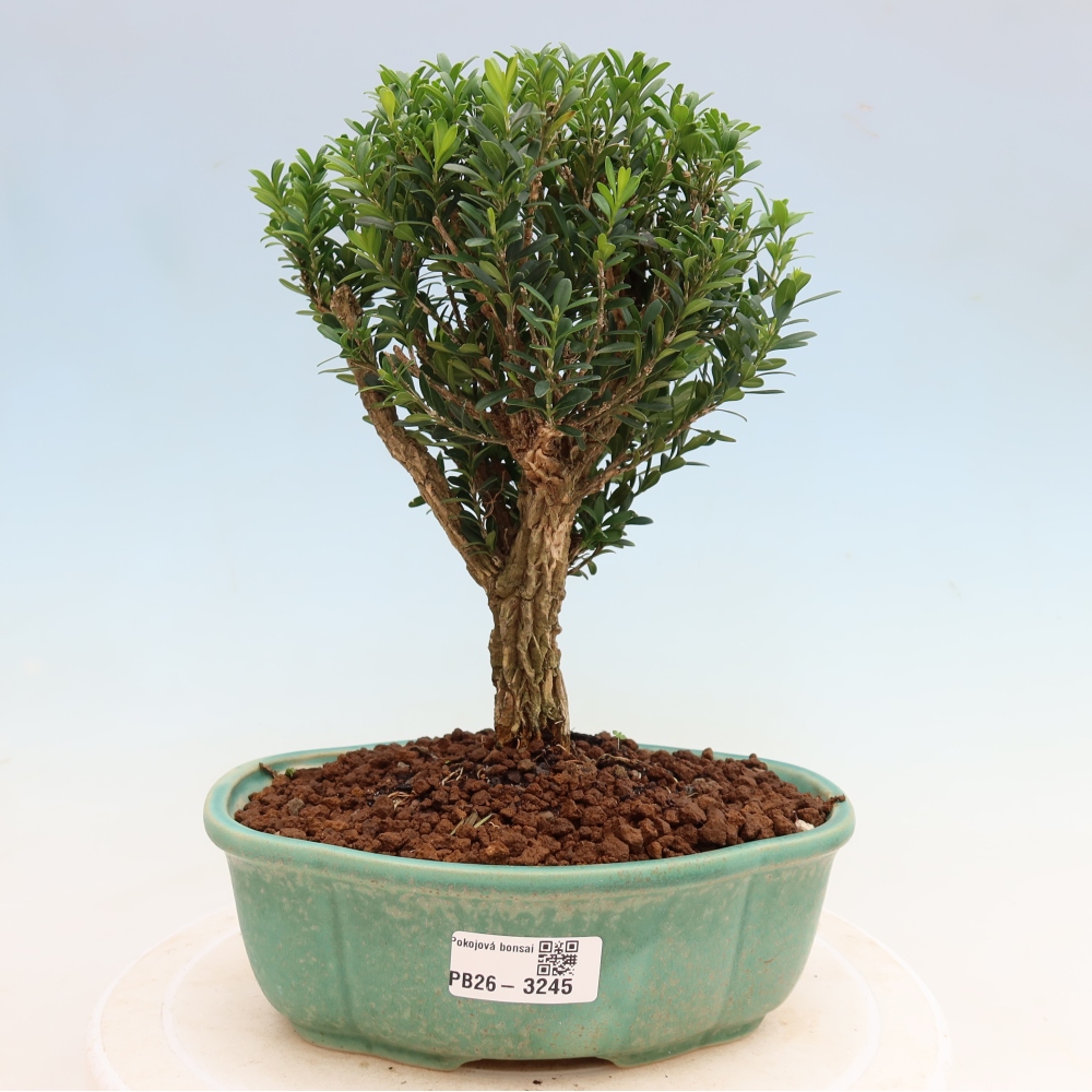 Izbové bonsaje - Buxus harlandii - korkový buxus