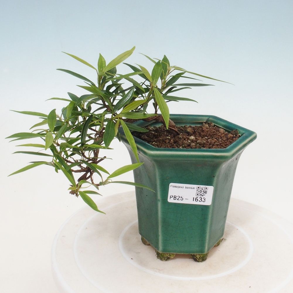 Izbová bonsai - Ficus nerifolia - malolistý fikus