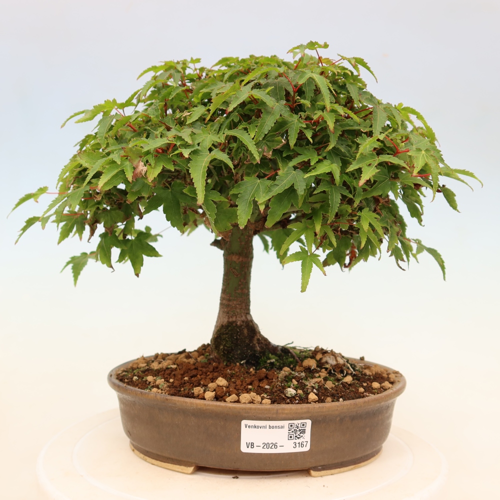 Acer palmatum KIOHIME - Javor palmetový