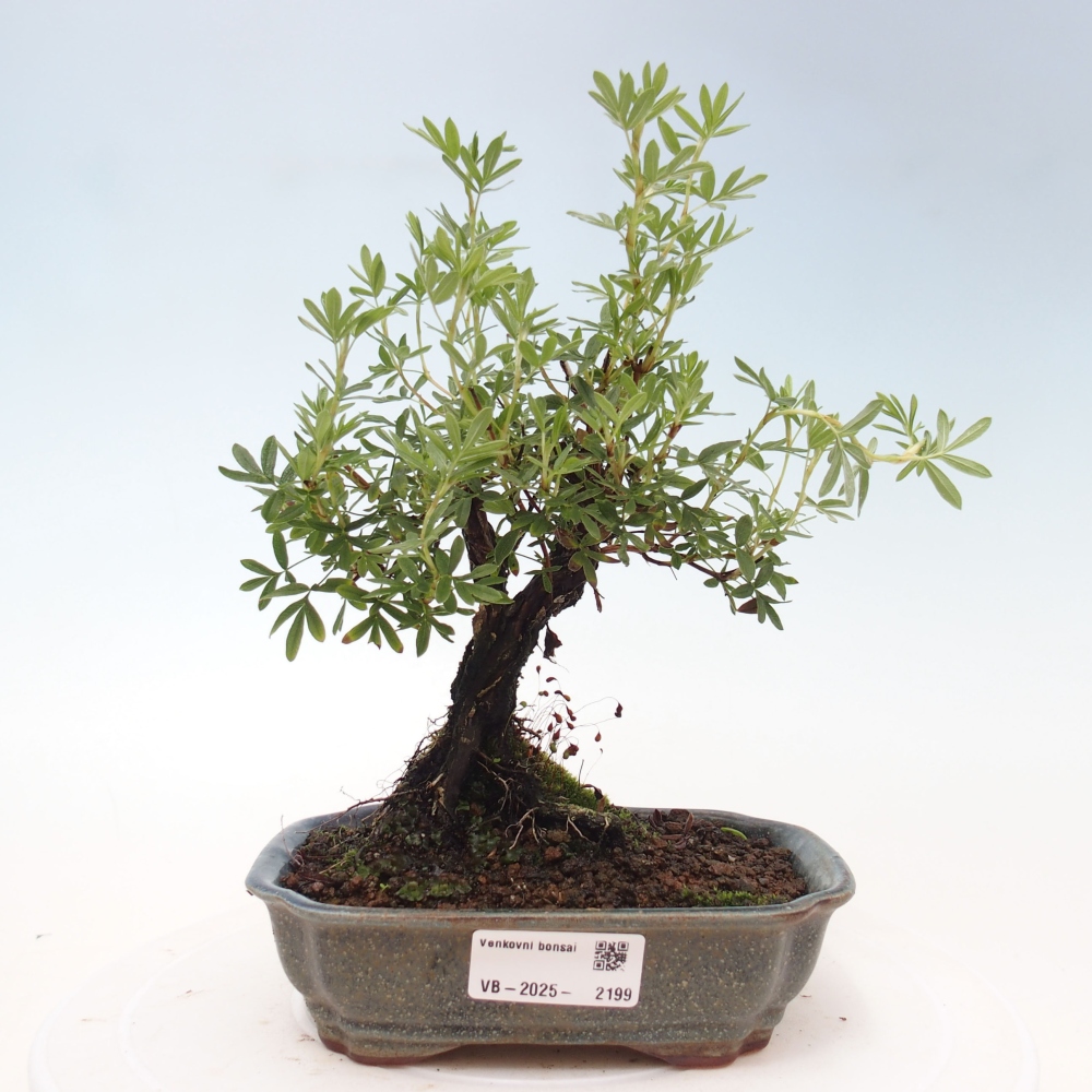Vonkajšia bonsai-Nátržník krovitá - potentila fruticosa yellow Bird