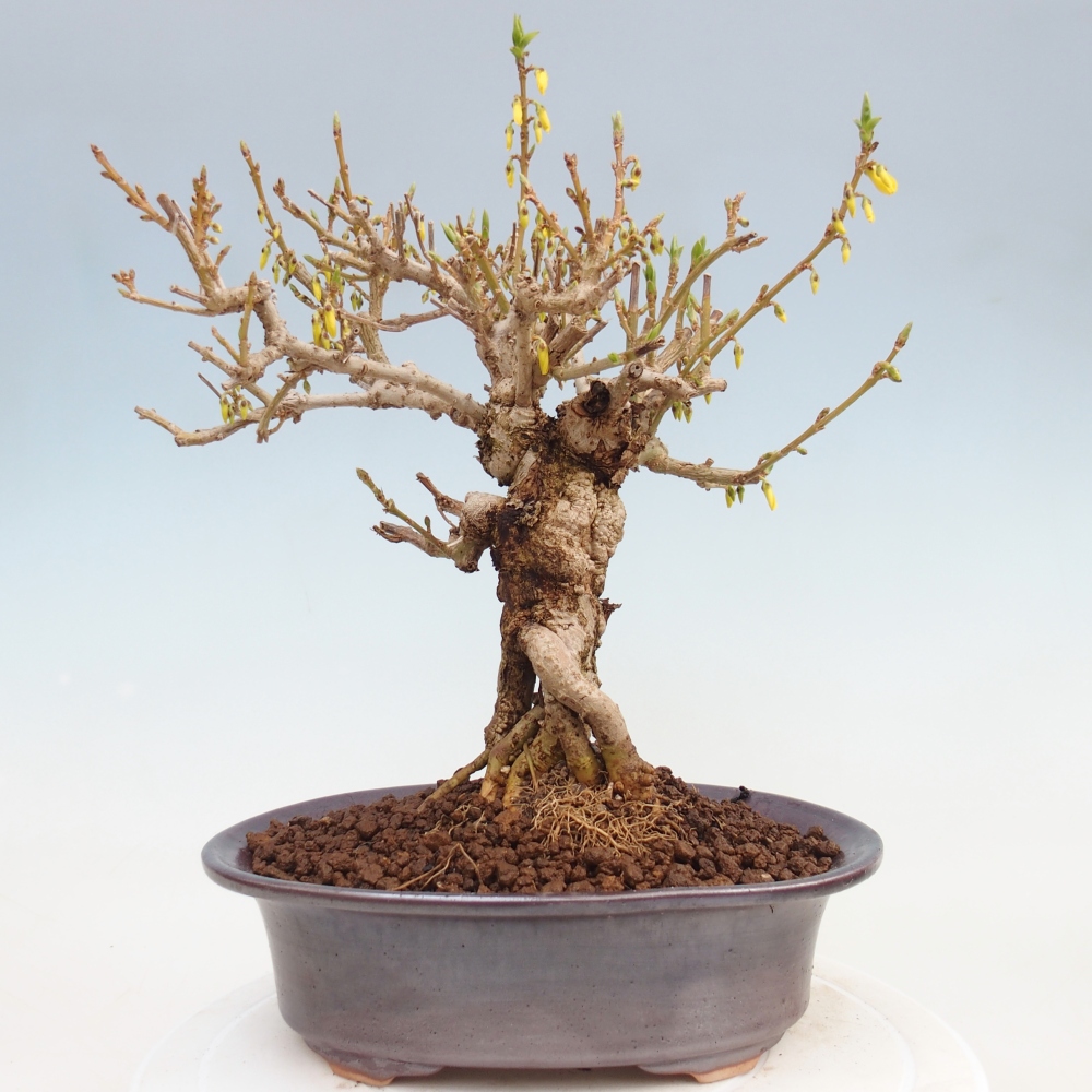 Vonkajšie bonsaje - Zlatice - Forsythia koreana