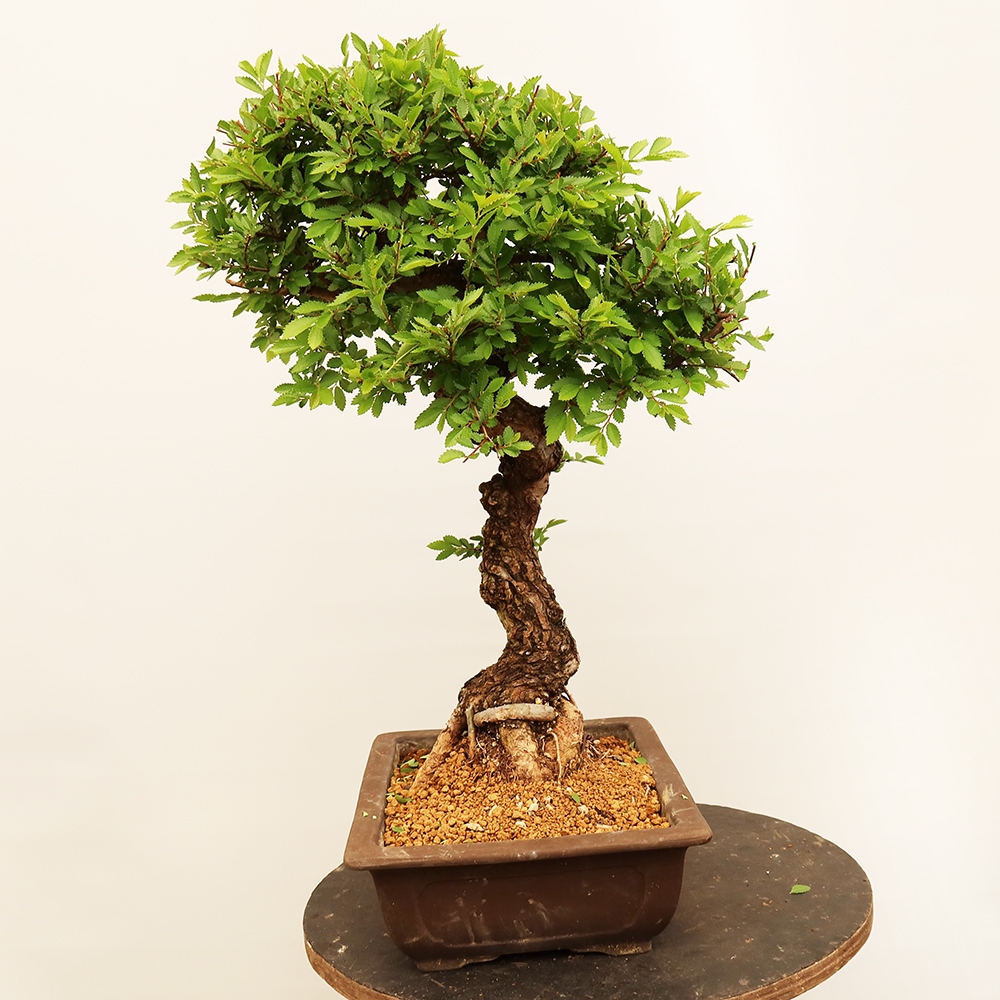 Vonkajšie bonsai - Zelkova - Zelkova NIRE