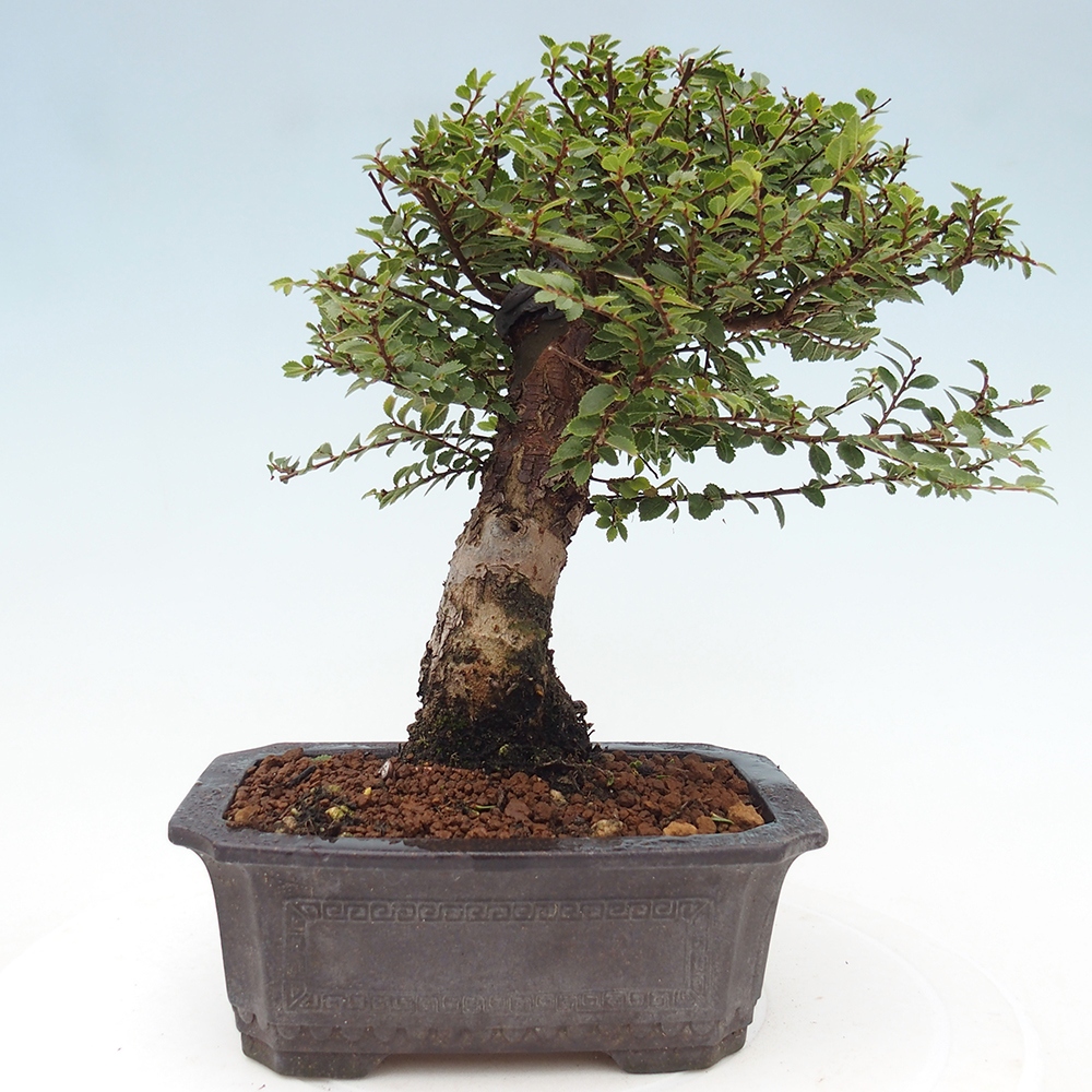 Vonkajší bonsai - Ulmus parvifolia Hokkaido - brest Čínsky