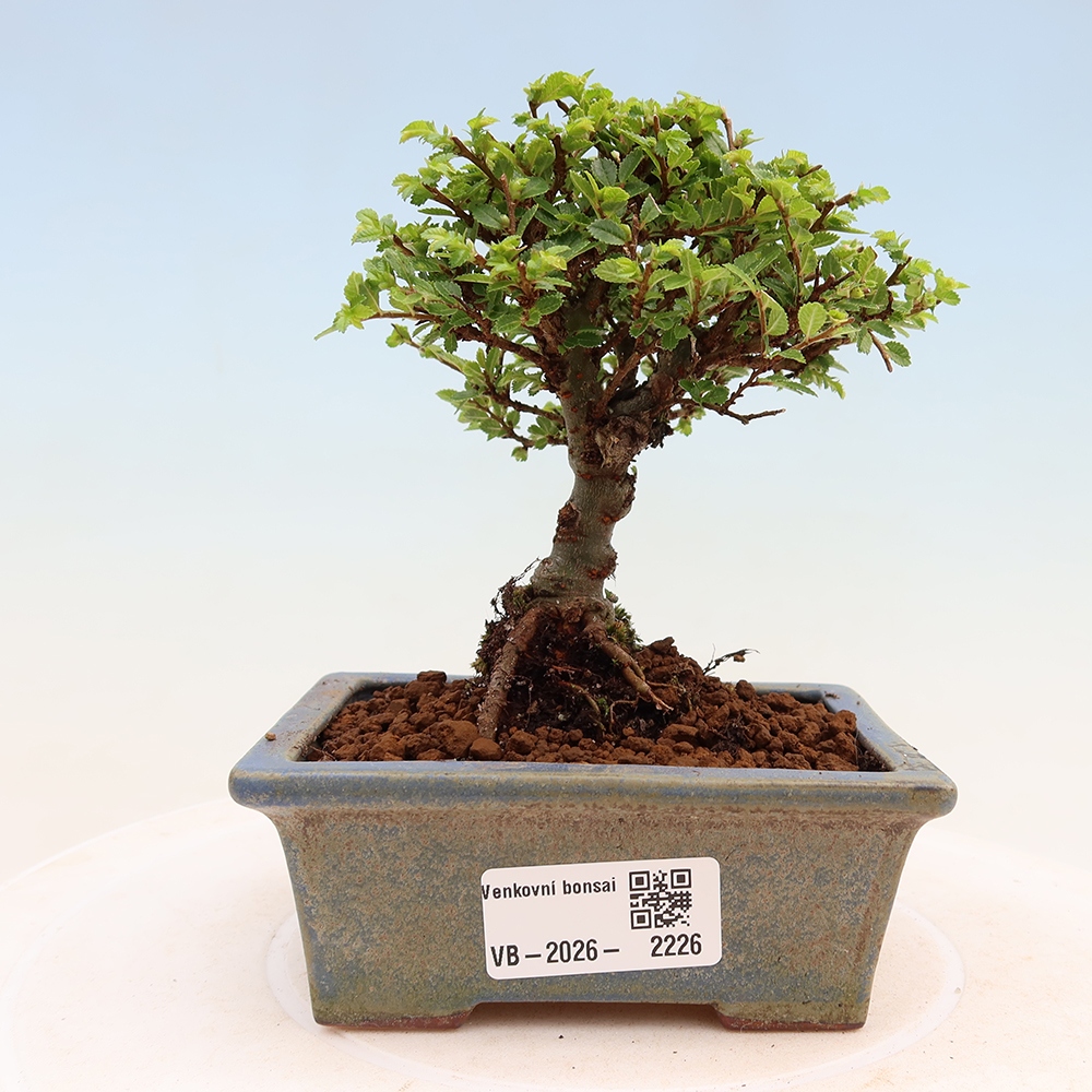 Vonkajší bonsai – Ulmus parvifolia Sagei – javor malolistý