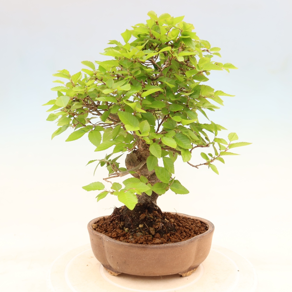 Vonkajší bonsaj -Carpinus coreana - Hrab kórejský