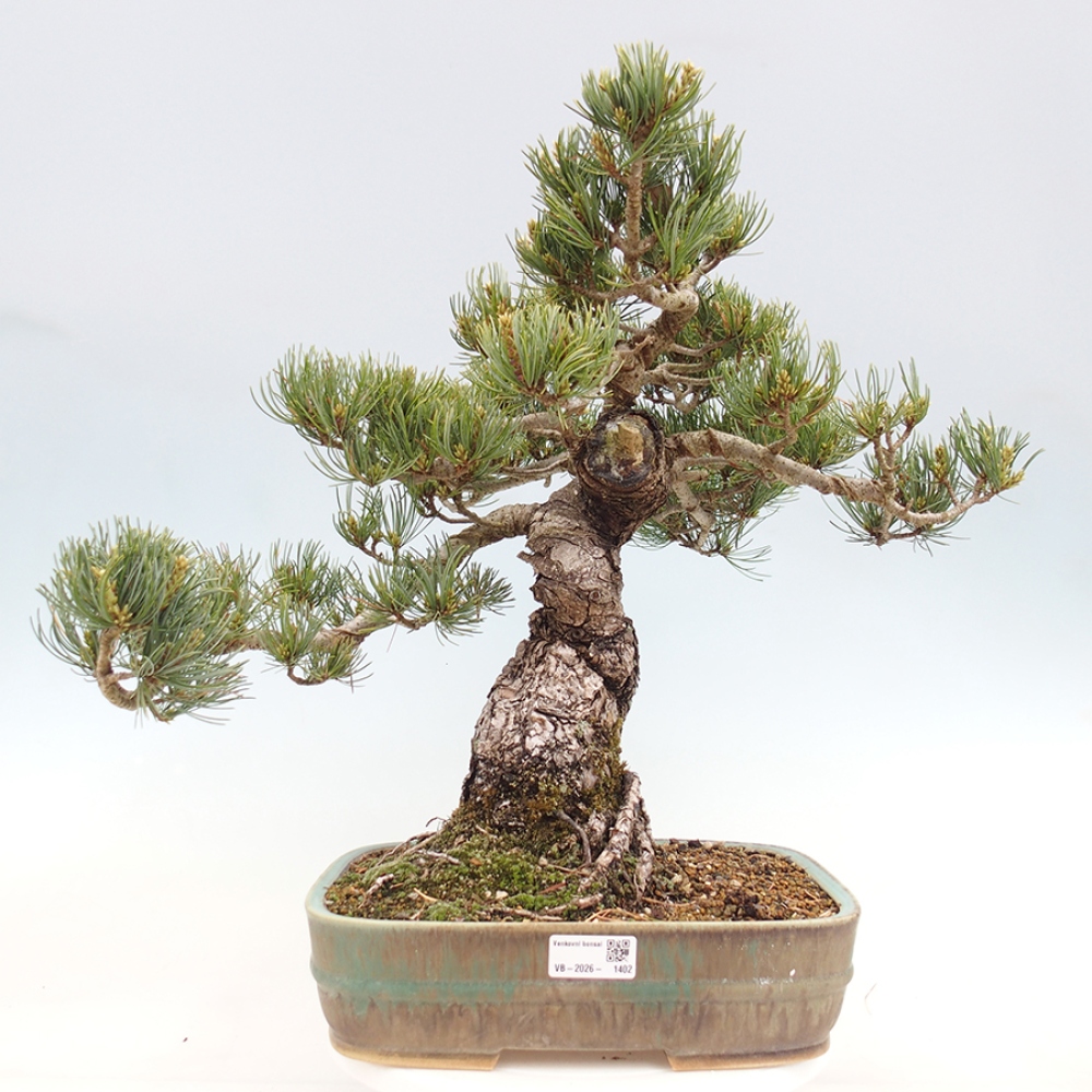 Vonkajšie bonsaje - Pinus parviflora - Pinus parviflora