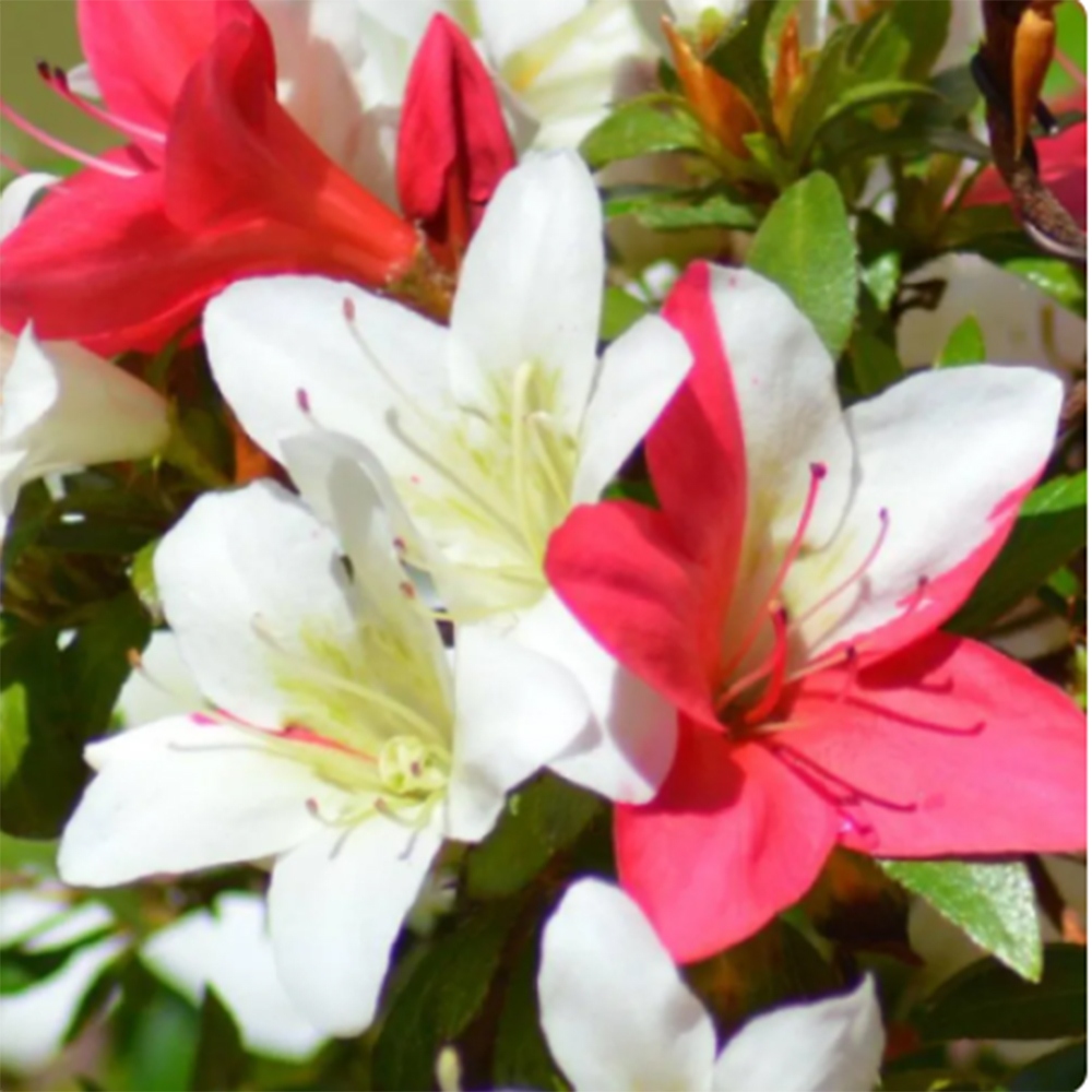 Vonkajší bonsaj - Japonská azalka - Azalka CHIHIRO