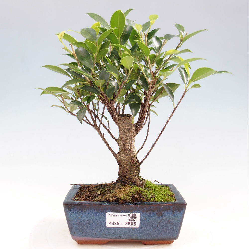 Izbová bonsai - Ficus retusa - malolistý fikus
