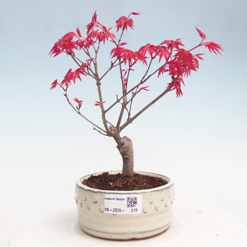 Vonkajšie bonsai - Javor dlaňolistý - Acer palmatum DESHOJO
