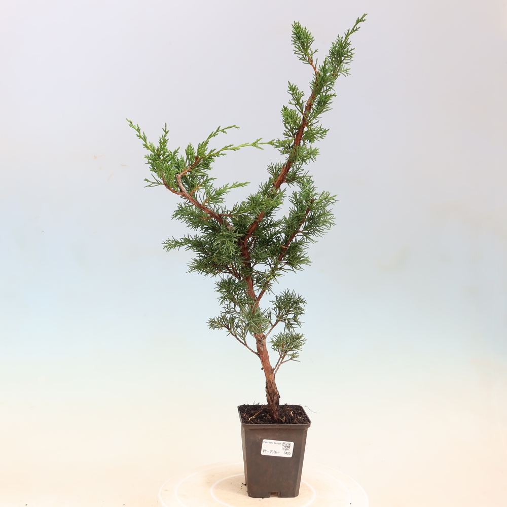 Vonkajší bonsaj - Juniperus chinensis Kishu
