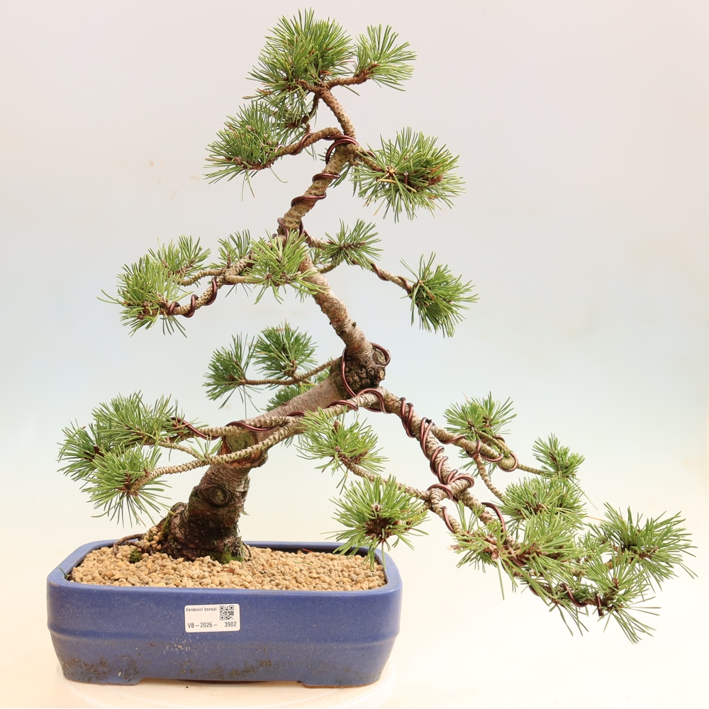 Vonkajšie bonsaje – Pinus mugo Humpy – borovica krivá