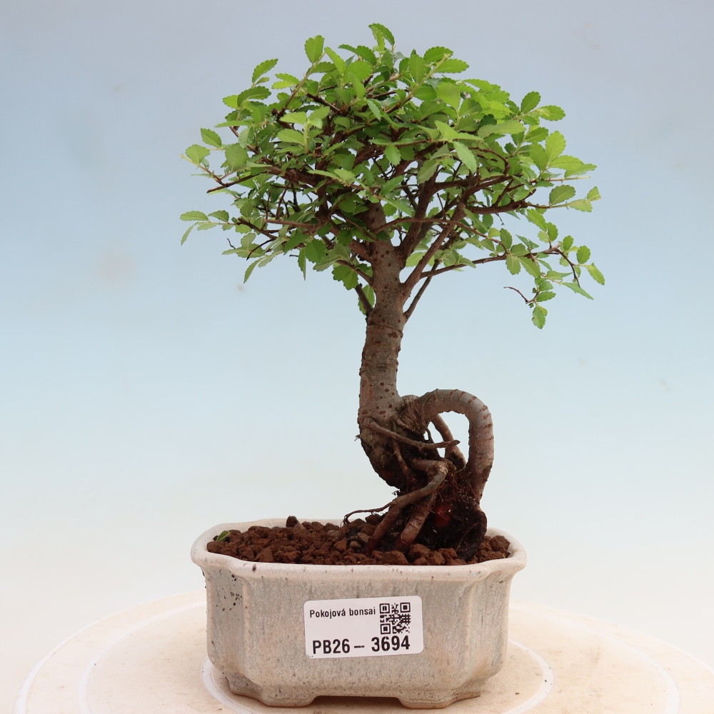 Izbový bonsaj - Ulmus parvifolia - brest malolistý