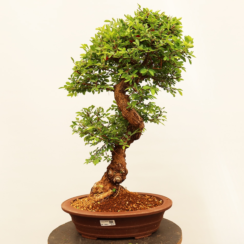 Vonkajšie bonsai - Zelkova - Zelkova NIRE